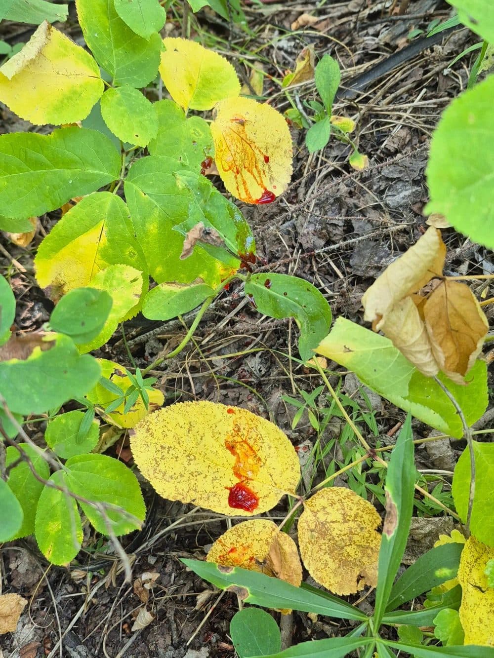 Tracking & Blood Trailing